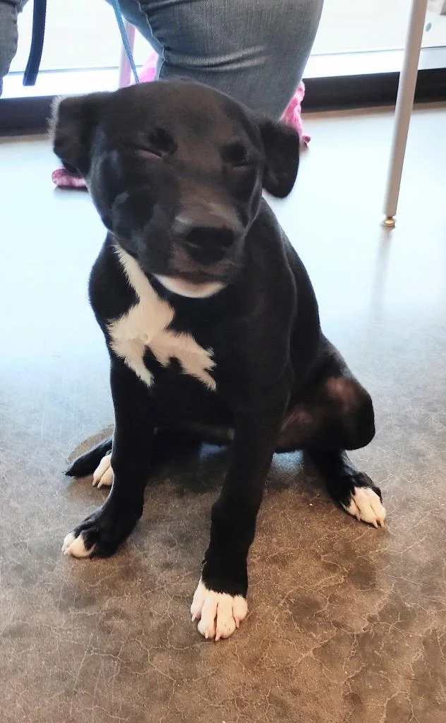 A baby small-sized female Mixed Breed dog named Cheddar for adoption in Clarksville, TN