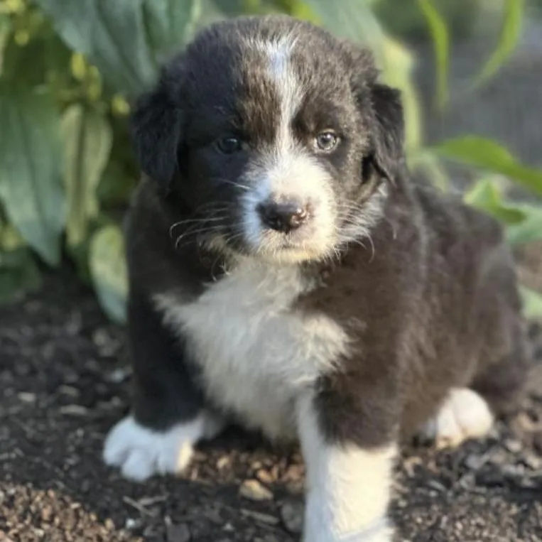 A baby large-sized male Australian Shepherd dog named Dave for adoption in Stokesdale, NC