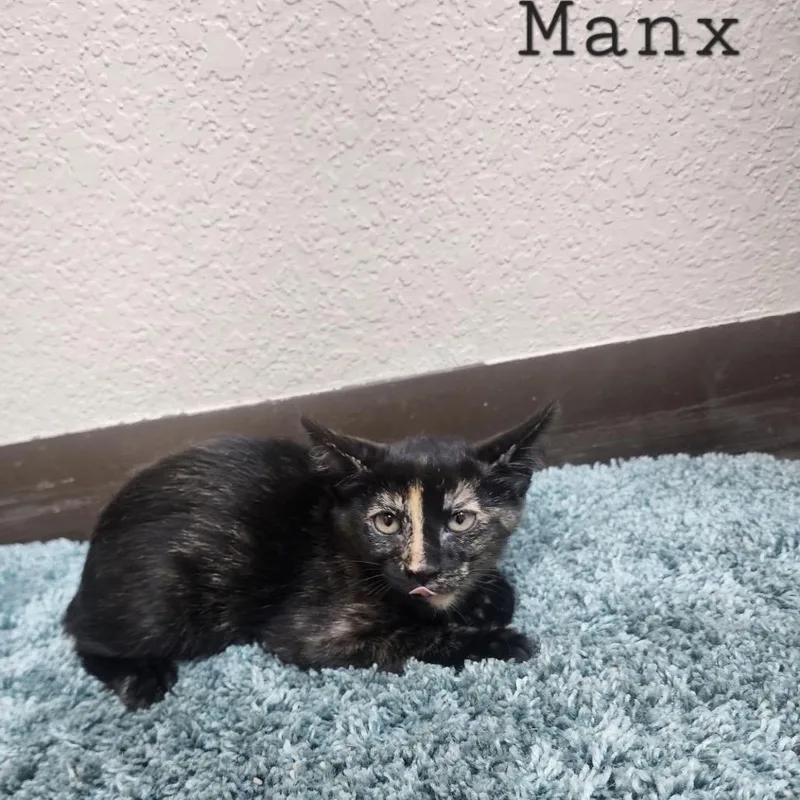 A baby small-sized female Tortoiseshell American Shorthair cat named Cozmo for adoption in Collinsville , OK