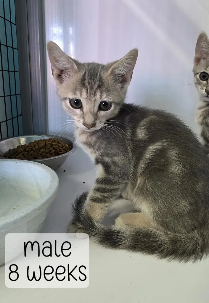 A baby medium-sized male Domestic Short Hair cat named Donut for adoption in Holbrook, AZ