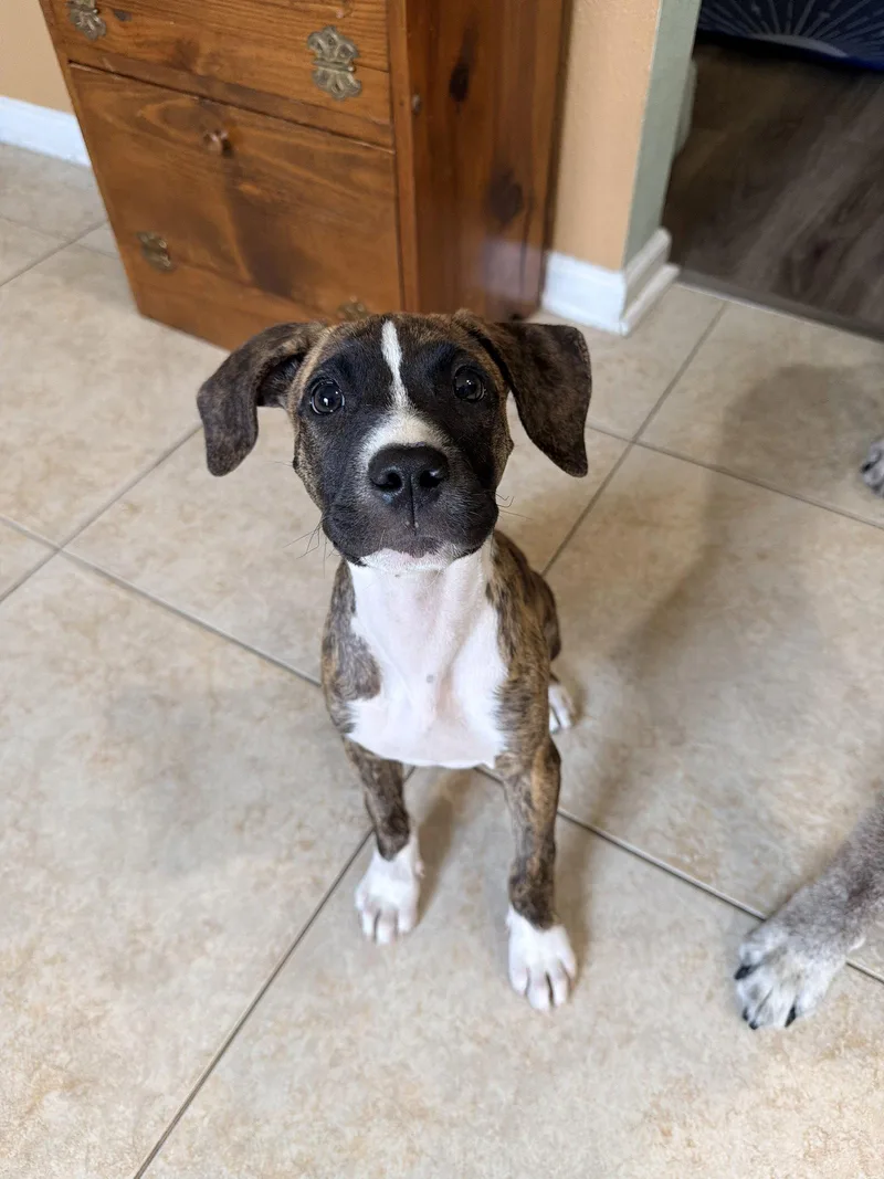 A baby large-sized female Plott Hound dog named Kiara for adoption in Saint Augustine, FL