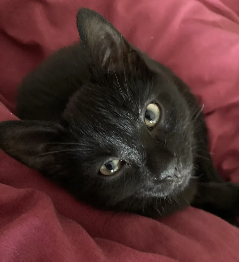 A baby medium-sized female Domestic Short Hair cat named Clover for adoption in Chesapeake Beach, MD
