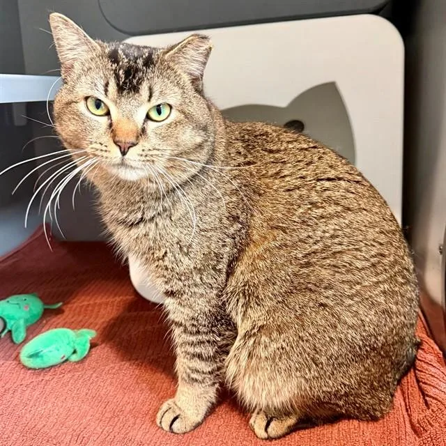 An adult medium-sized male Domestic Short Hair cat named Meatball for adoption in Leesburg, VA