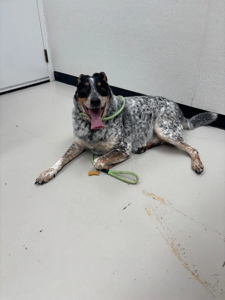 An adult medium-sized male Australian Cattle Dog / Blue Heeler dog named Boomer for adoption in Findlay, OH