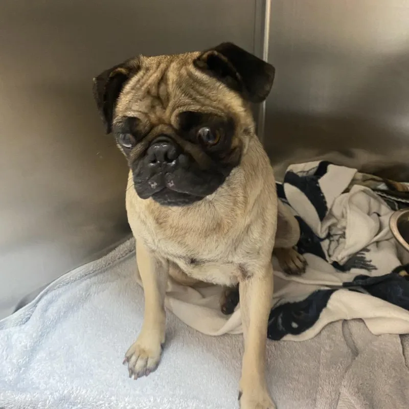 An adult medium-sized female Yellow / Tan / Blond / Fawn Pug dog named Wagsstray for adoption in Westminster, CA