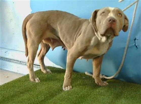 An adult large-sized female Pit Bull Terrier dog named A for adoption in Gardena, CA