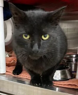 An adult large-sized male Domestic Short Hair cat named Black `Biggie` Ice for adoption in Cincinnati, OH