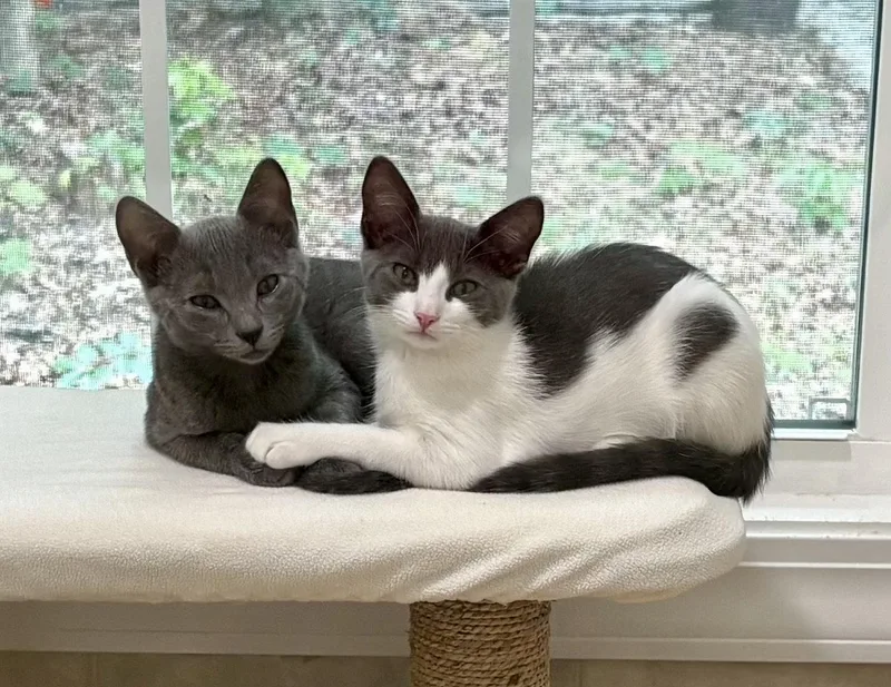 A young medium-sized male Gray / Blue / Silver Domestic Short Hair cat named Radar for adoption in Mc Cormick, SC