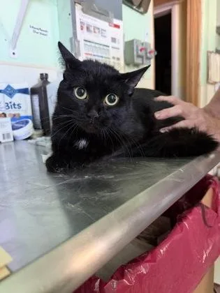 An adult medium-sized female Black Bombay cat named Dahila for adoption in Bedford, IN