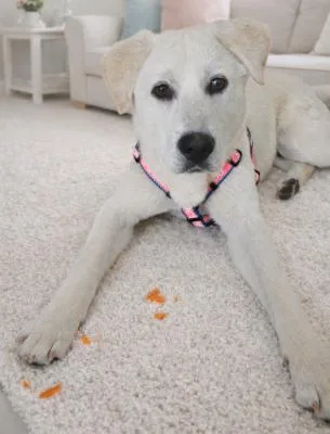 A baby medium-sized male White / Cream Labrador Retriever dog named Rotto for adoption in Santa Paula, CA