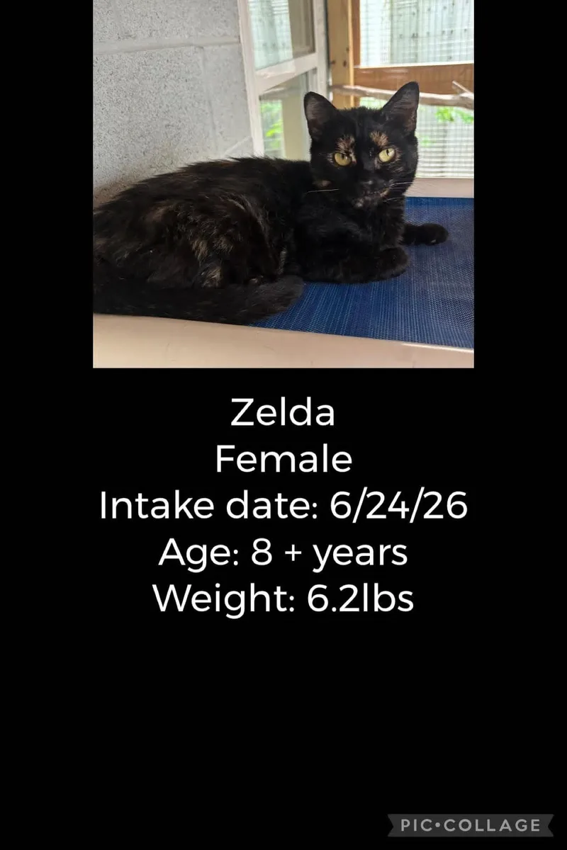 A senior small-sized female Tortoiseshell Domestic Short Hair cat named Zelda for adoption in Staffordsville, KY