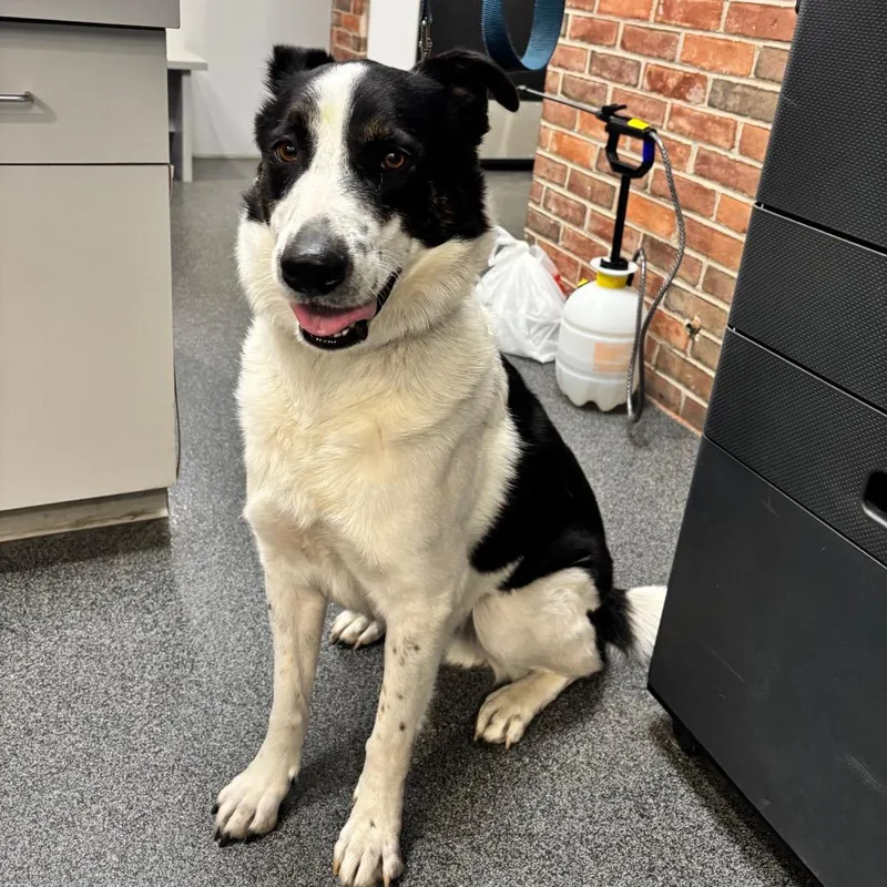 An adult large-sized male Mixed Breed dog named Duke for adoption in Allentown, PA