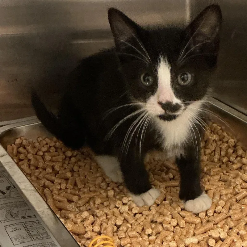 A baby small-sized male Black Domestic Short Hair cat named Tater Tot for adoption in Elizabeth City, NC