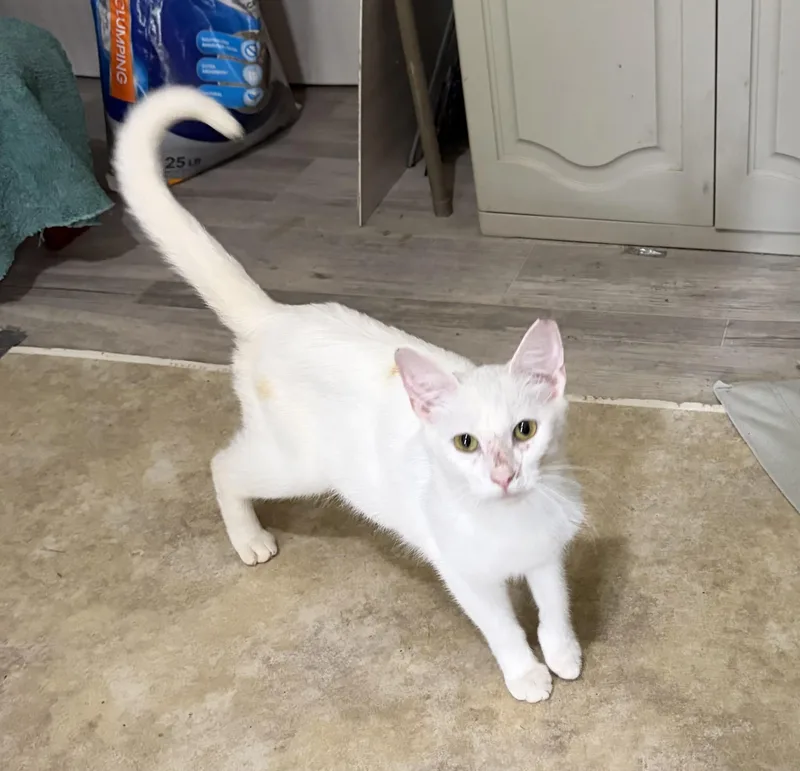 A young medium-sized female White Domestic Short Hair cat named Winnie for adoption in Plain City, OH