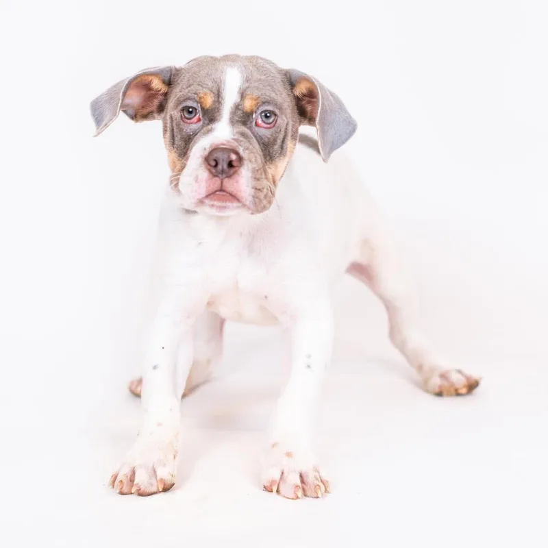 A baby small-sized male Gray / Blue / Silver English Bulldog dog named Ben for adoption in Northbrook, IL
