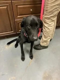 A young medium-sized male Labrador Retriever dog named Dale for adoption in Winder, GA
