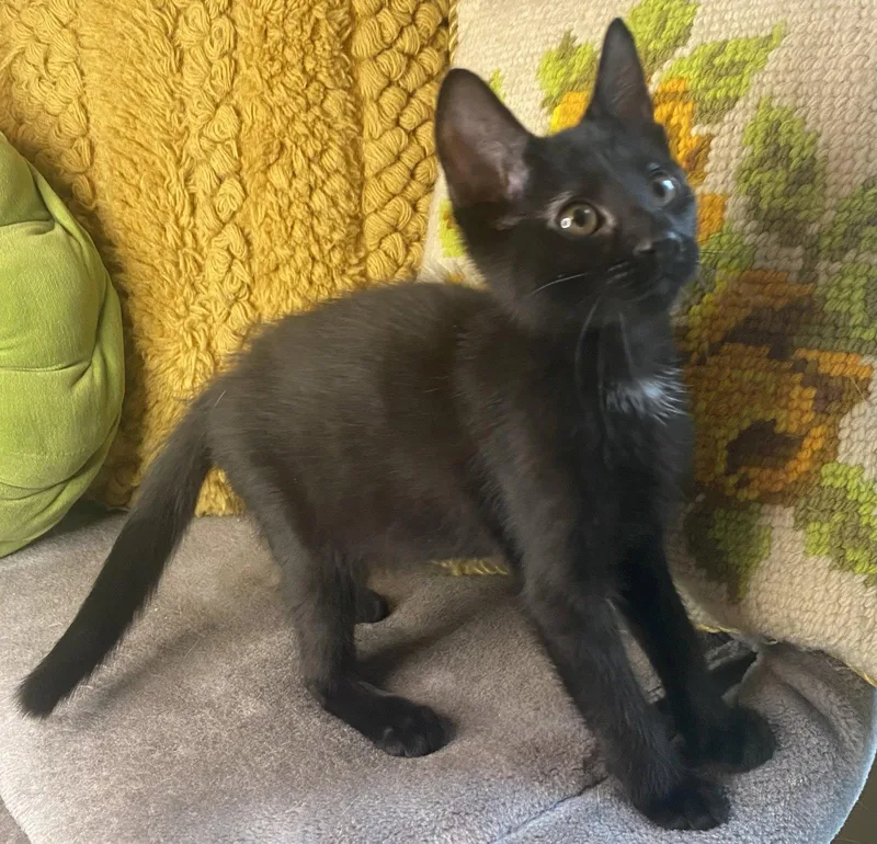 A baby small-sized male Black Domestic Short Hair cat named Felix for adoption in Cookeville, TN