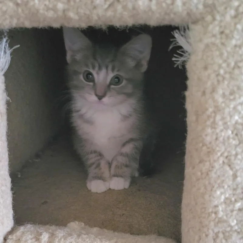 A baby small-sized female Gray / Blue / Silver Domestic Short Hair cat named Sammi for adoption in Columbia Station, OH