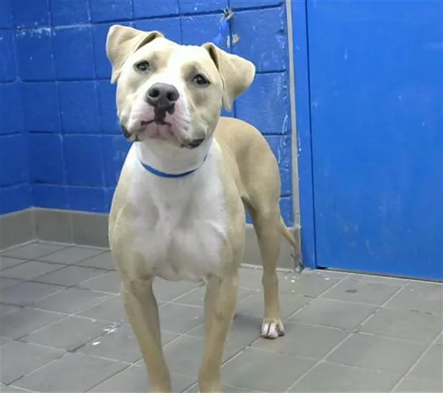 A young medium-sized male Pit Bull Terrier dog named Baron for adoption in Albuquerque, NM