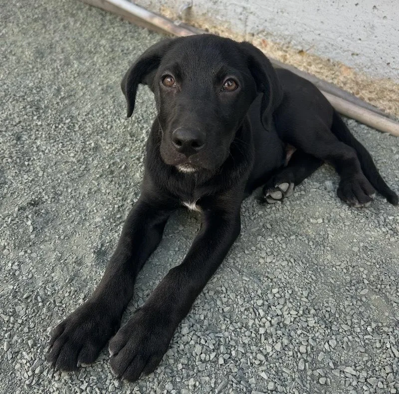 Milo