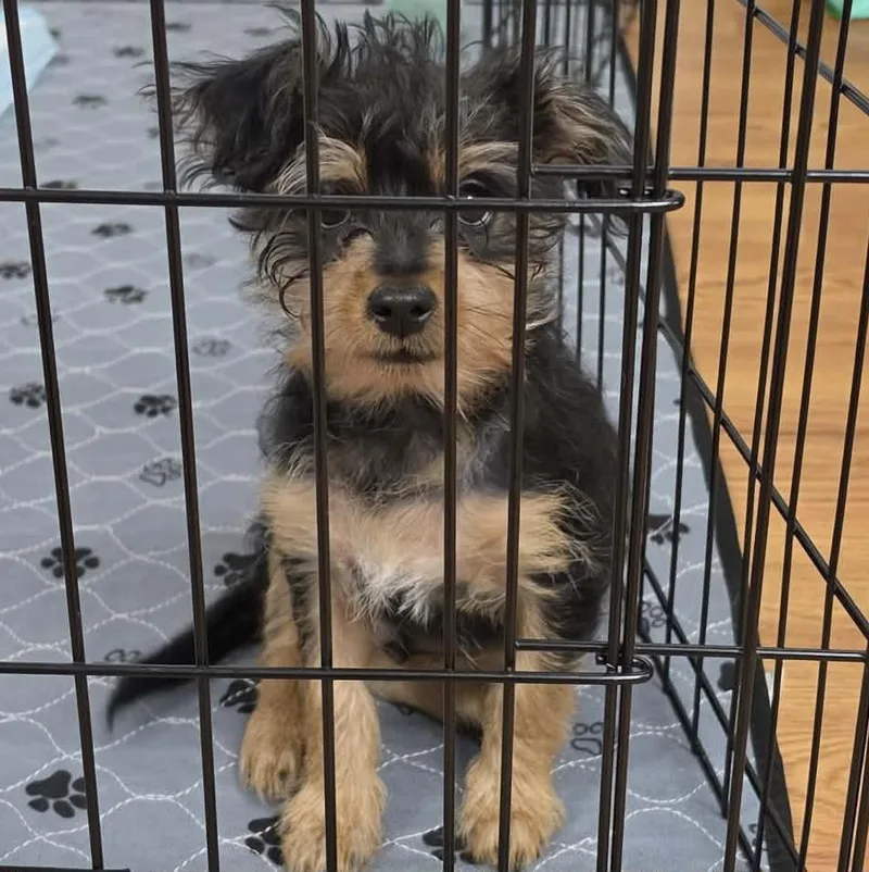A baby small-sized male Yorkshire Terrier dog named Togepi for adoption in Eugene, OR