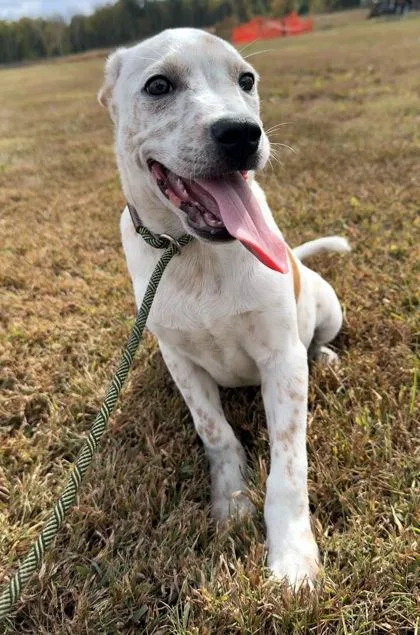 A baby large-sized female Labrador Retriever dog named Daisy for adoption in Morton Grove, IL