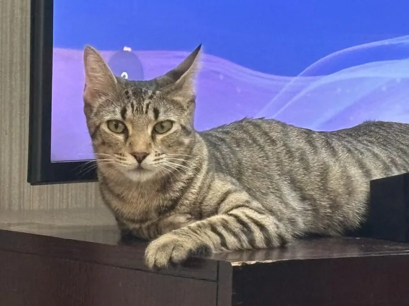 An adult medium-sized female Domestic Short Hair cat named Dumpling for adoption in Aurora, CO