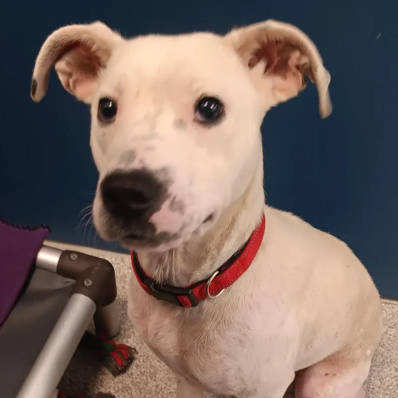 An adult medium-sized male White / Cream Mixed Breed dog named Helbert for adoption in Washington Township, OH