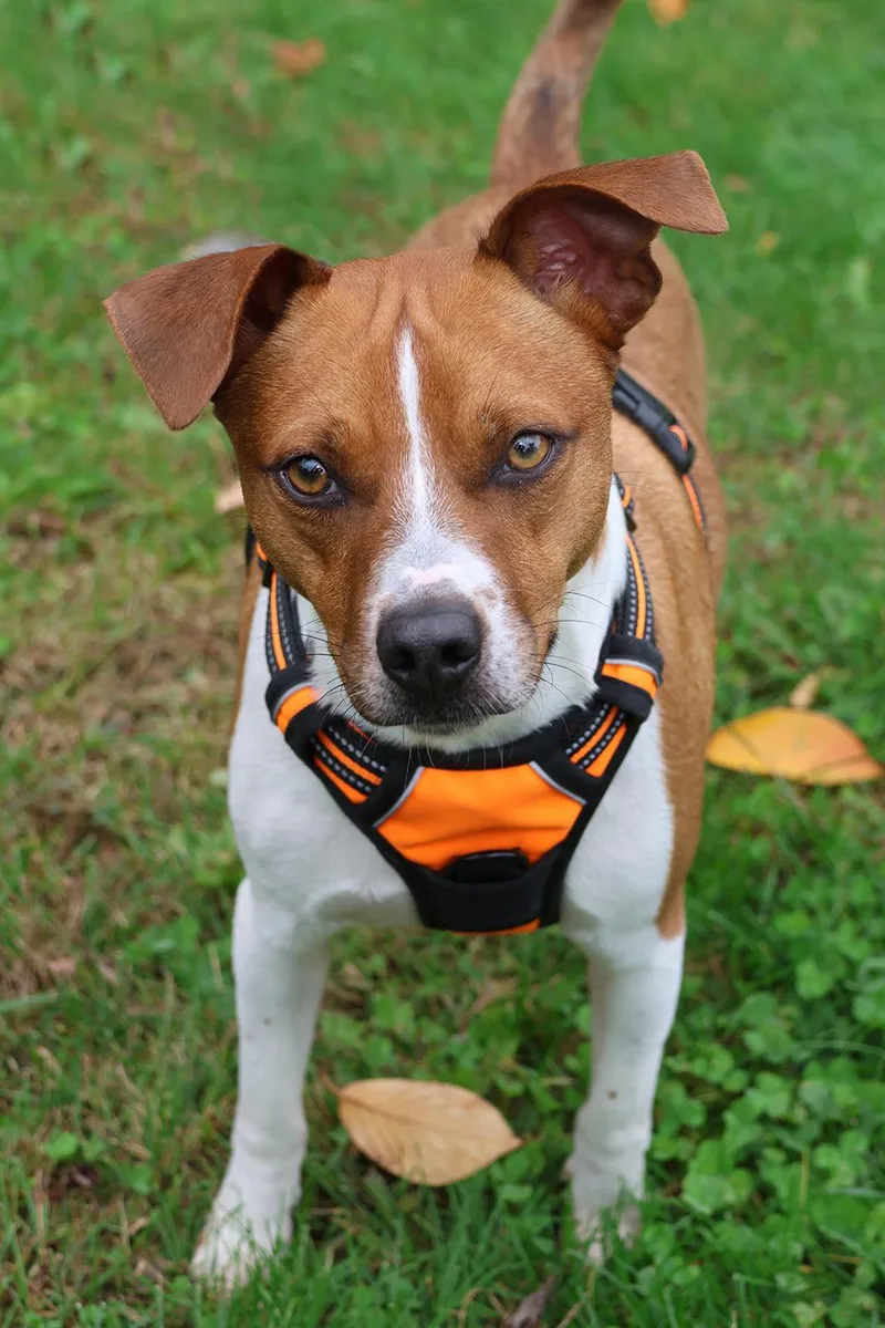 A young medium-sized male Red / Chestnut / Orange Beagle dog named Memphis for adoption in Harrison, NY