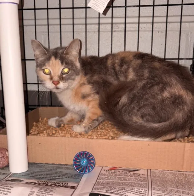 An adult medium-sized female Calico Domestic Short Hair cat named Jump for adoption in Cincinnati, OH