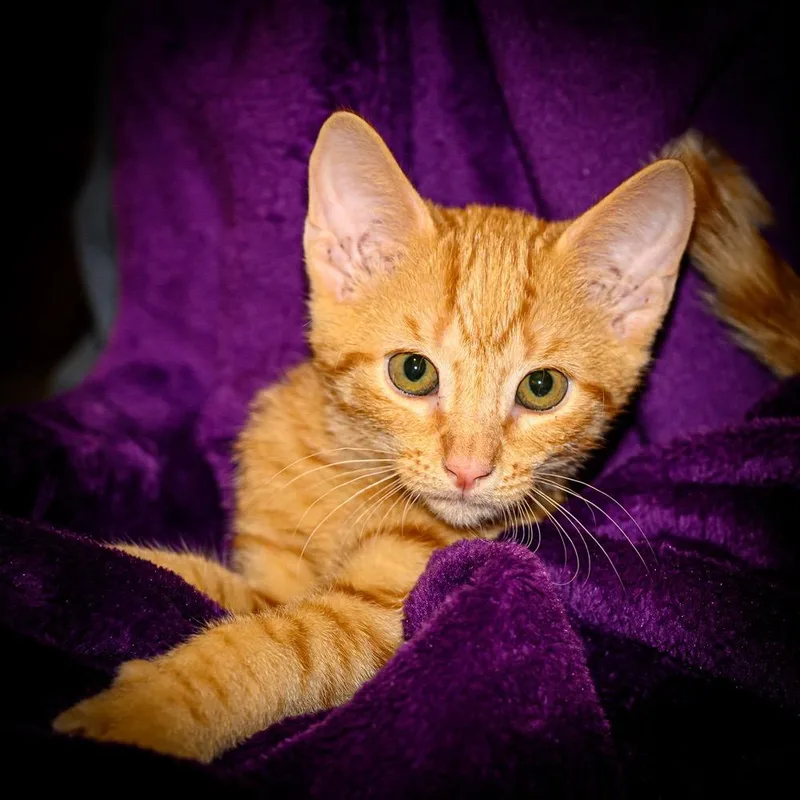 A baby small-sized male Buff / Tan / Fawn Domestic Short Hair cat named Butterscotch for adoption in League City, TX