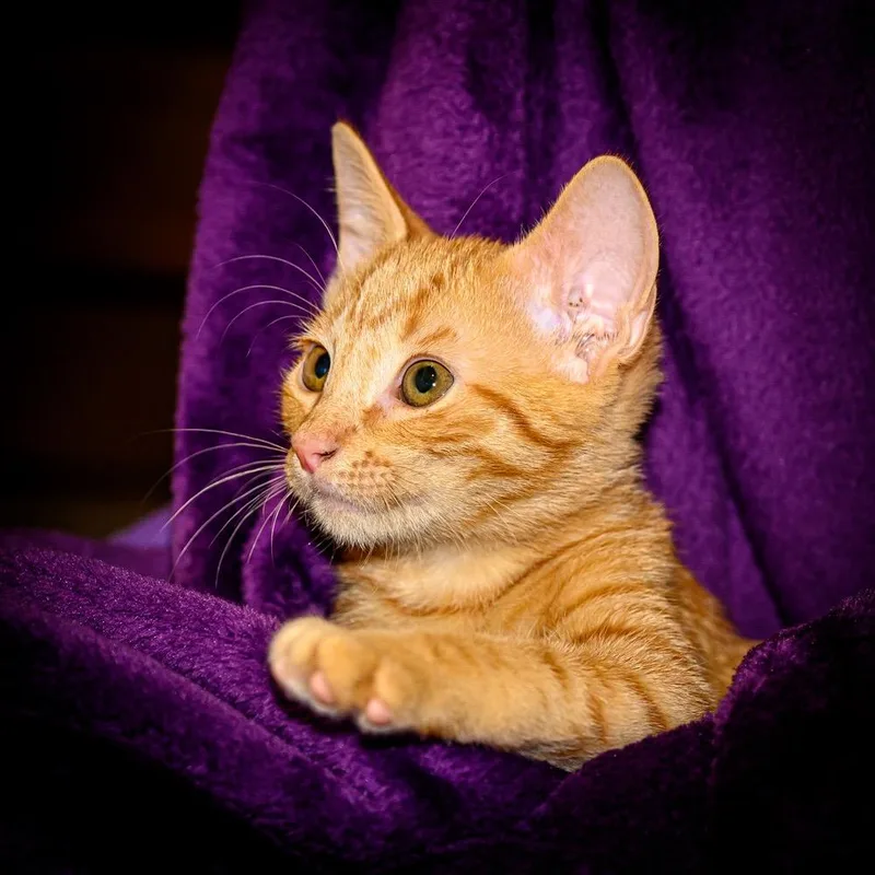 Butterscotch thumbnail 2