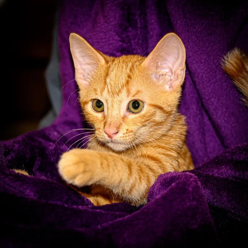 Butterscotch thumbnail 3