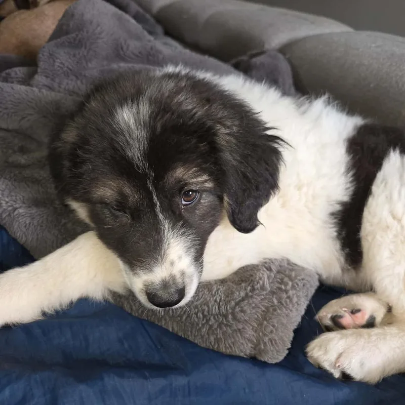 A baby large-sized female White / Cream Anatolian Shepherd dog named Izzy for adoption in Shawnee, KS