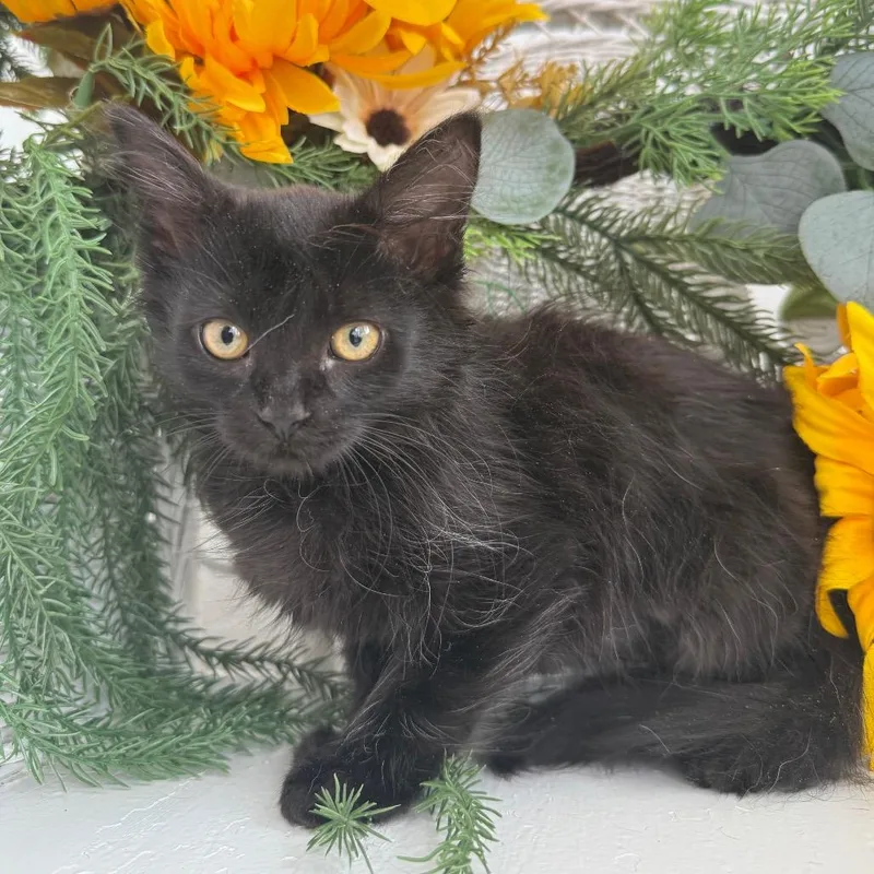 A baby small-sized female Black Domestic Long Hair cat named Hoover Yaps for adoption in Eaton Rapids, MI