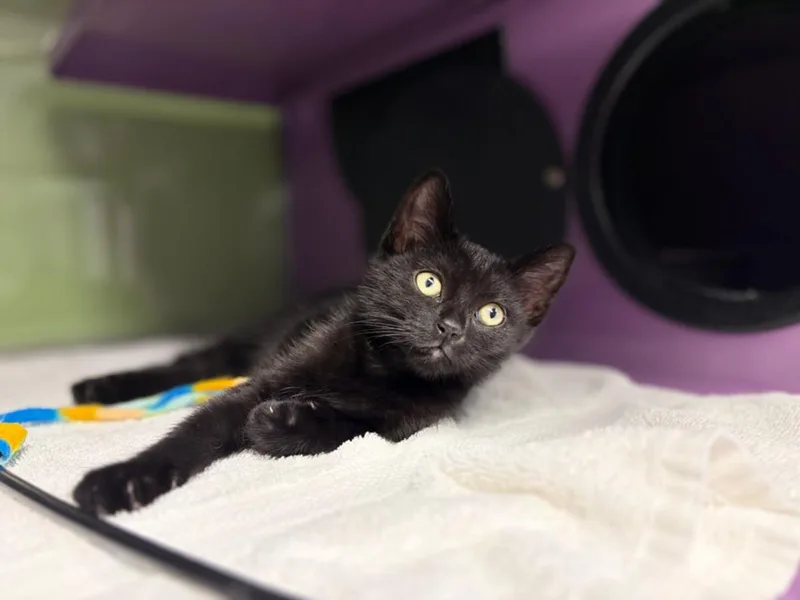 A baby small-sized female Domestic Short Hair cat named Lollie for adoption in Santa Cruz, CA