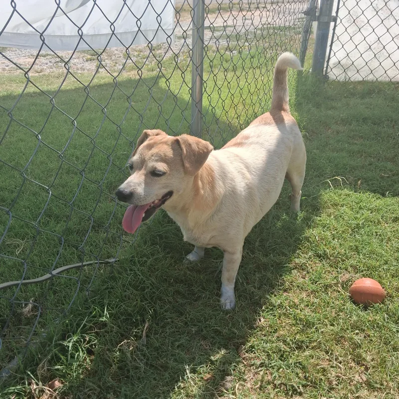 An adult medium-sized male White / Cream Rat Terrier dog named Miller for adoption in Newport, AR