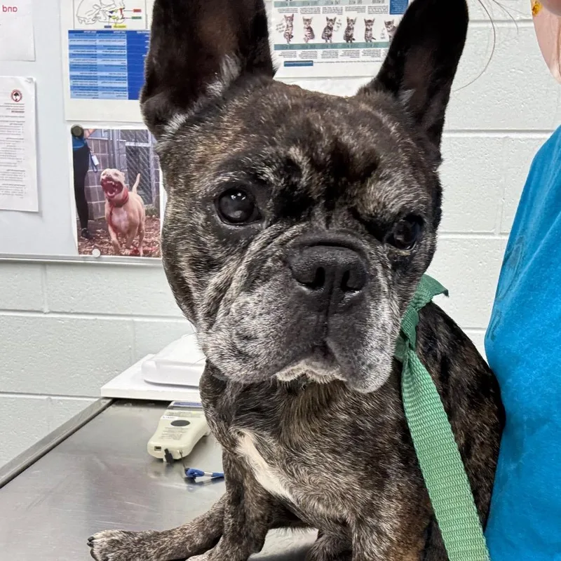 An adult medium-sized male Brindle French Bulldog dog named Uncle Sam for adoption in Chattanooga, TN