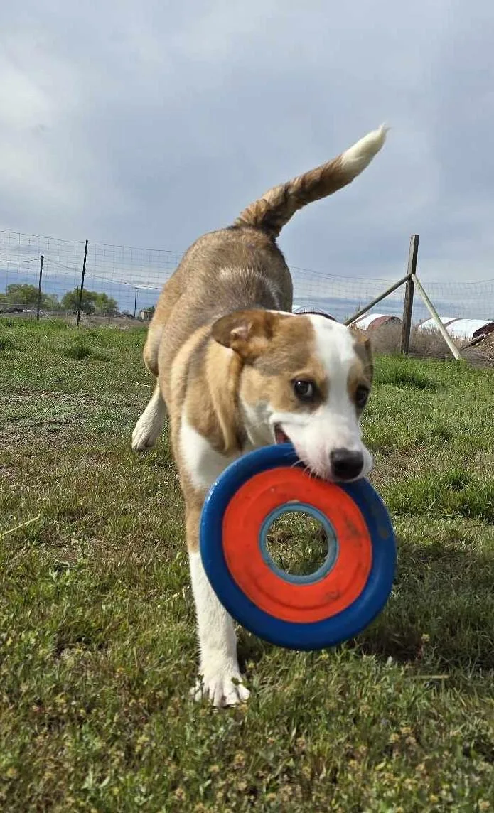 Caligo: Ridge Dog Graduate thumbnail 2