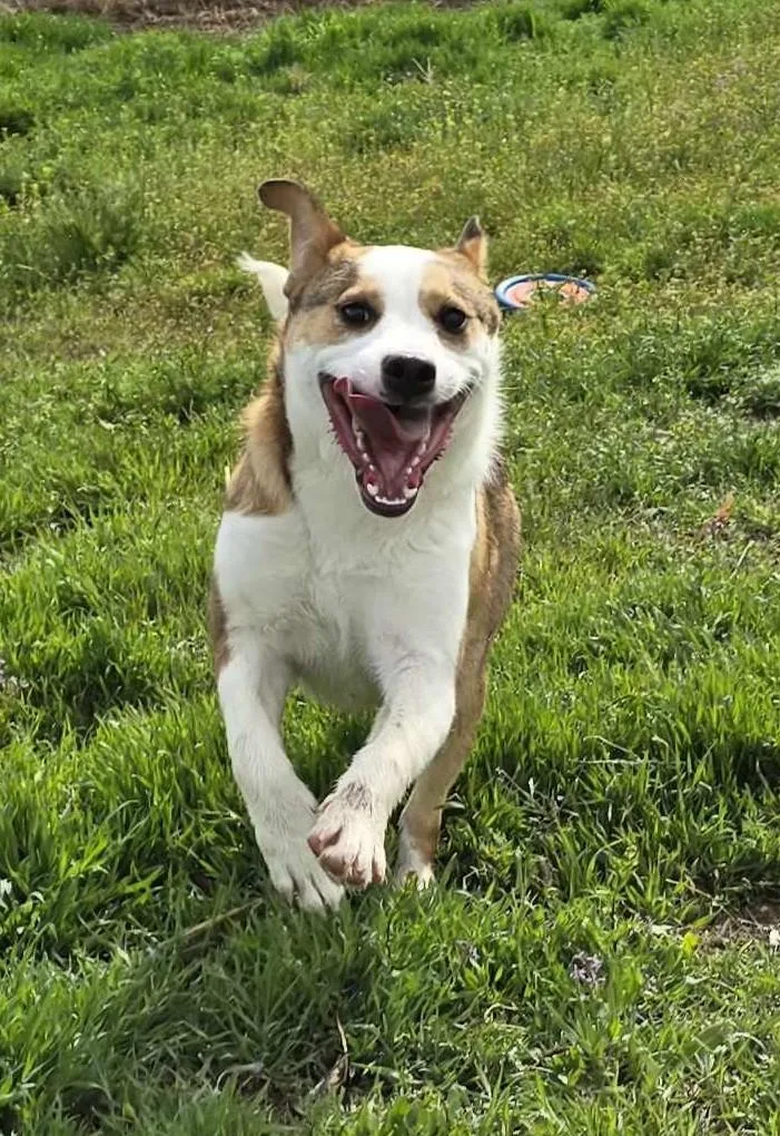 Caligo: Ridge Dog Graduate thumbnail 3