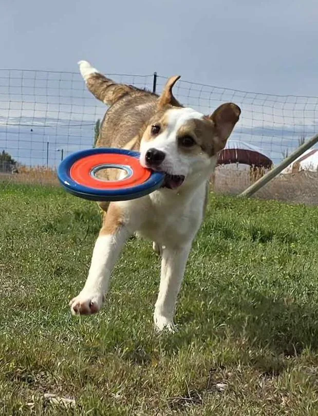 Caligo: Ridge Dog Graduate thumbnail 4