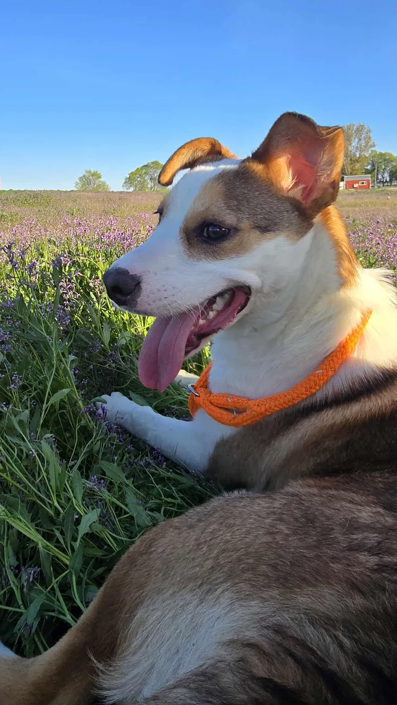 Caligo: Ridge Dog Graduate thumbnail 5