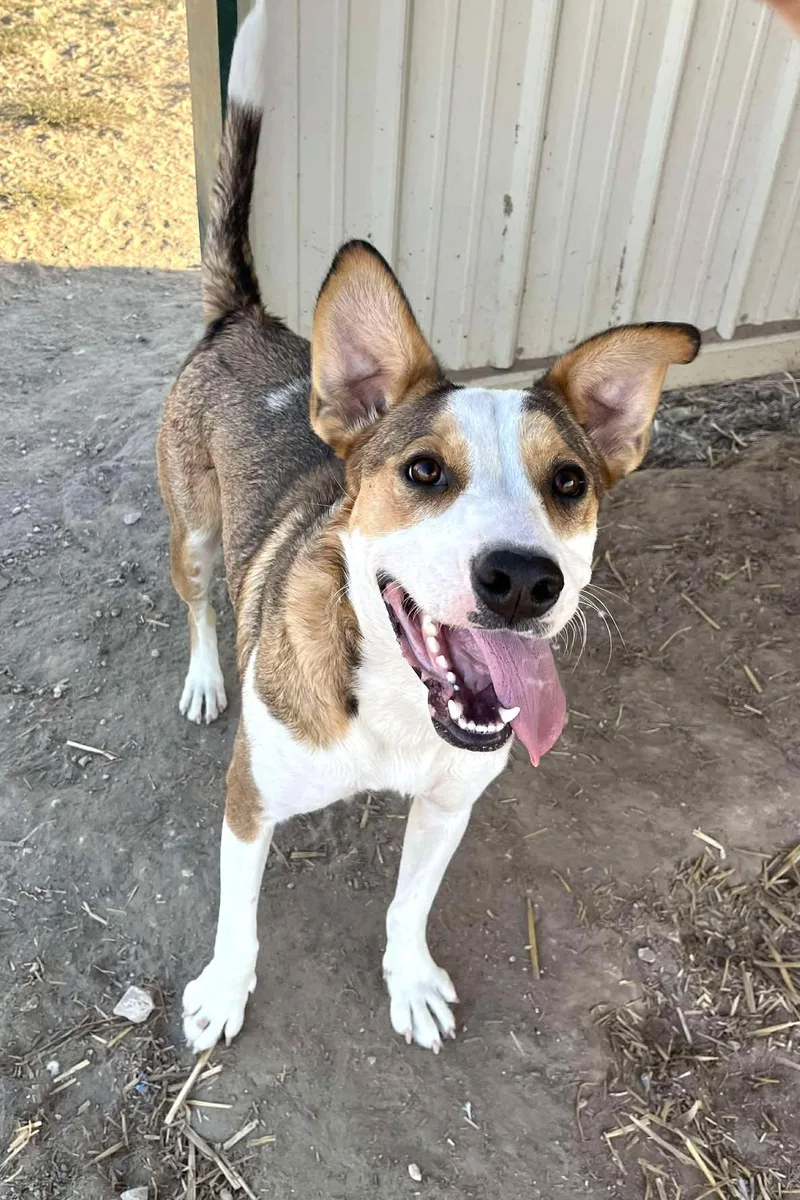 Caligo: Ridge Dog Graduate