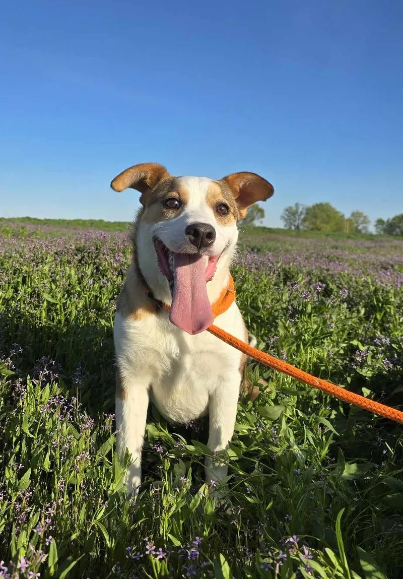 Caligo: Ridge Dog Graduate thumbnail 6