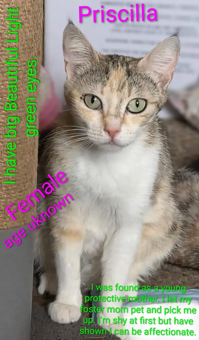 An adult medium-sized female White Tabby cat named Priscilla for adoption in Monrovia , CA