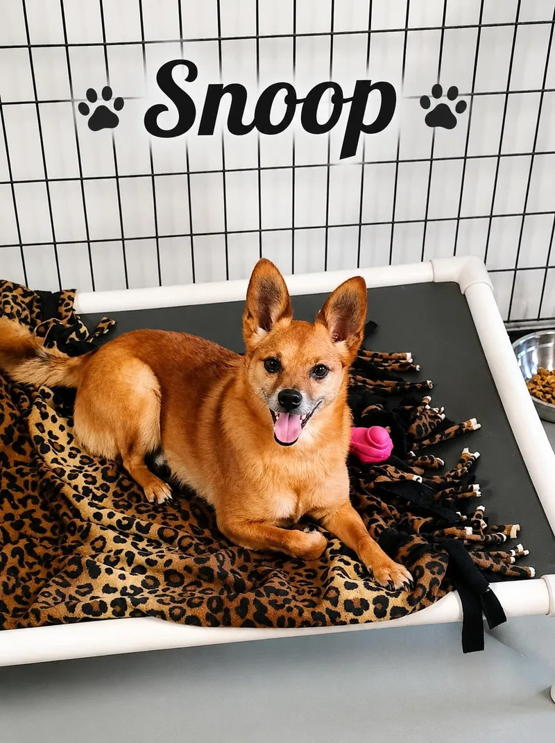 A young small-sized male Brown / Chocolate Jack Russell Terrier dog named Snoop for adoption in Momence, IL
