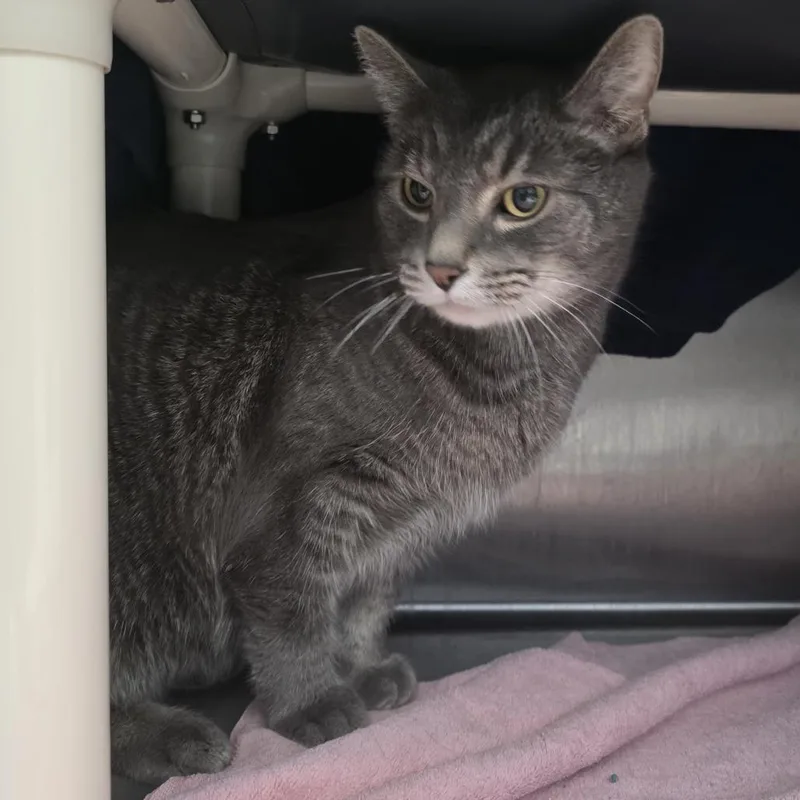 Smokey Bones thumbnail 2