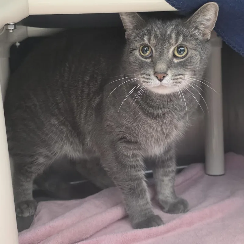 Smokey Bones thumbnail 3