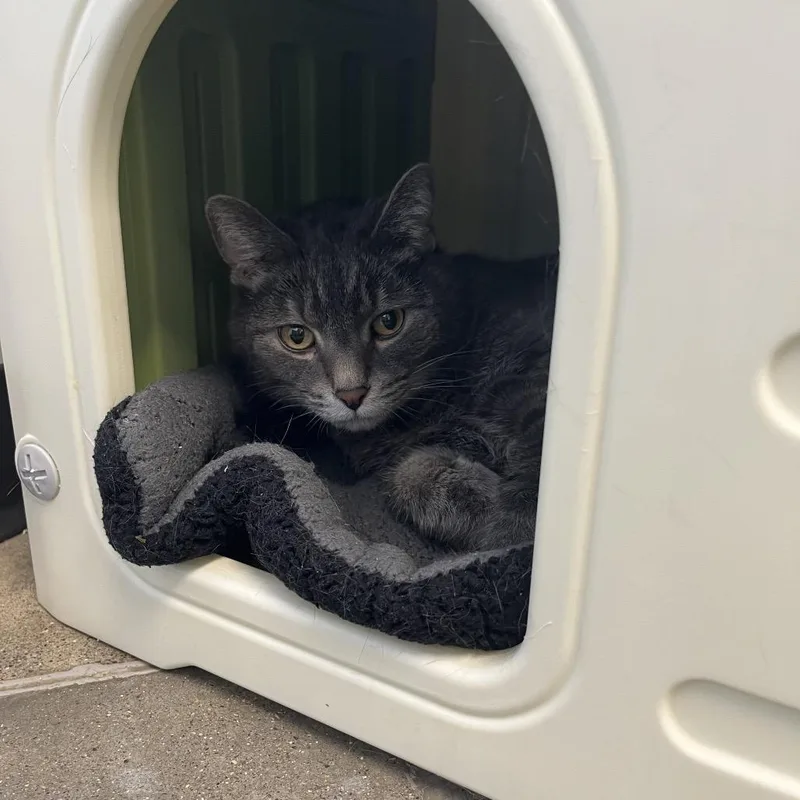 Smokey Bones thumbnail 4