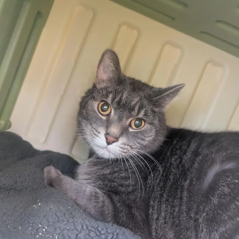 Smokey Bones thumbnail 5